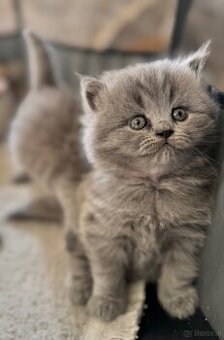 BKH und BLH Kitten