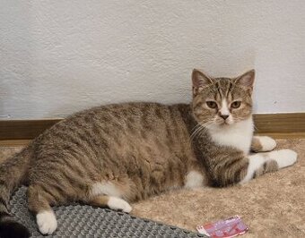 BKH Kater mit Stammbaum