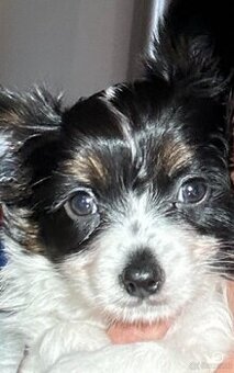 Papillion, kontinentaler Zwergspaniel  - Welpen