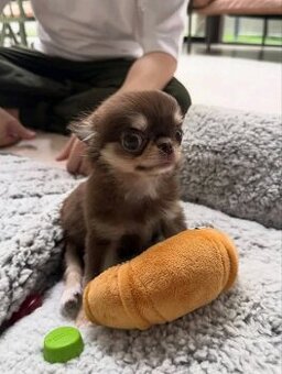 Chihuahua-Welpen suchen ein Zuhause.