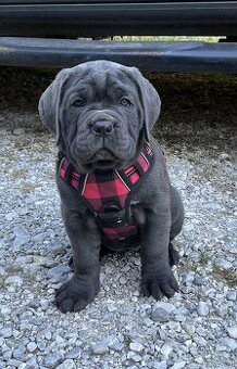 Reinrassige Cane Corso Welpen