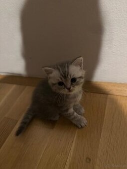 Britisch kurzhaar kitten