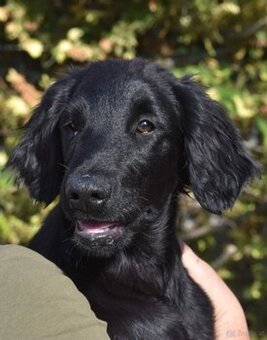 🐾 Flat Coated Retriever Welpen