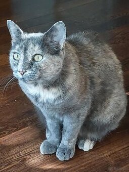 Katze zu verschenken