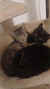 Europäisch Kurzhaar Kätzchen