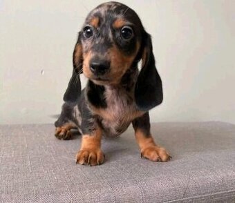 Dackelwelpen suchen ein Zuhause.