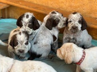 Spinone italiano