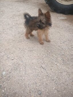 Rex
