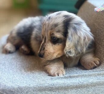 Gesunde Dackelwelpen suchen ein Zuhause.