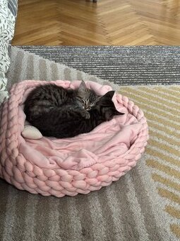 Norwegische Waldkatzen Mix Babykatze