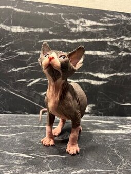 Reservierung Don Sphynx Kätzchen (ohne Stammbaum)