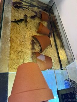 Axolotl mit aquarium