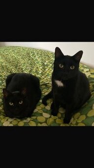 Verschmuste Katzenbrüder abzugeben