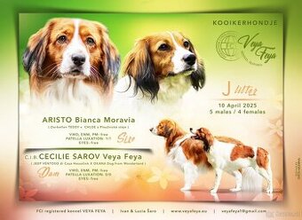 Kooikerhondje Welpen