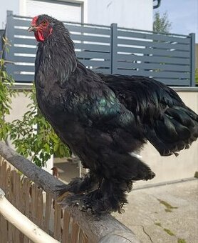 Brahma Hähne