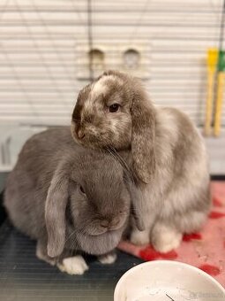 Minilop-Kaninchen 🐰🩷