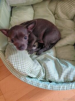 Chihuana