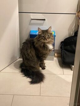 Katzen zu verschenken