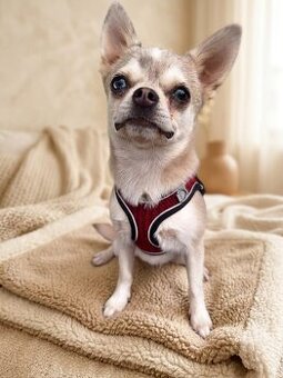 Chihuahua Hündin