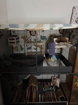 3 Ratten + Riesen Käfig