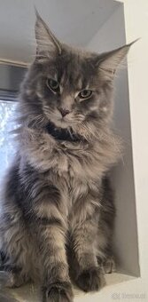 Maine Coon