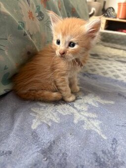 Maine Coon Kitten