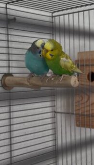 2 Wellensittiche mit Käfig und Zubehör