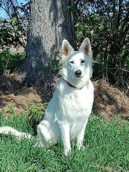 Weiße Schweizer Schäferhund Welpen zu verkaufen