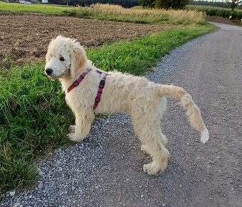 Goldendoodle