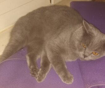 Katze