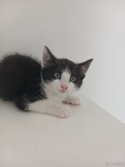 Kitten