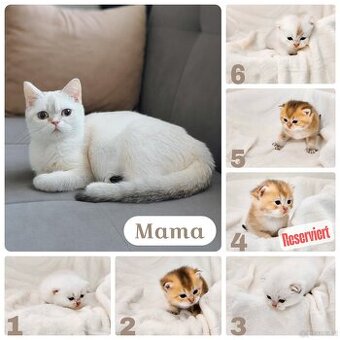 BKH Kitten (Champion Titel)