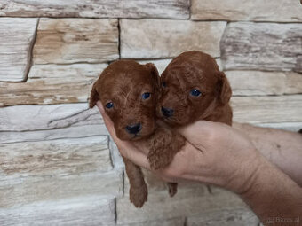 pudel red-1x männlich(male)