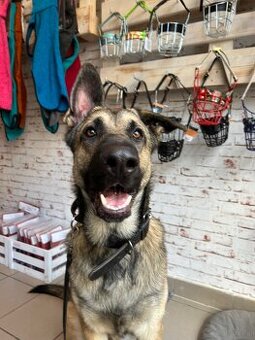 Schäferhund Rüde