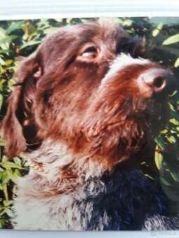 SUCHE DEUTSCH DRAHTHAAR RUDE