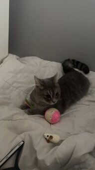 Katze Britischkurzhaar