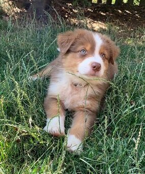 Australian shepherd