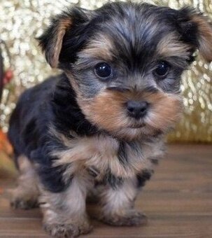 Yorkshire Terrier Welpen (Männchen und Weibchen)