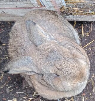Löwenkopfkaninchen, Widderhäsin