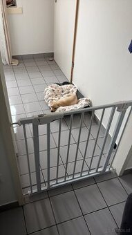 🐾 Liebevolles Zuhause für Labrador-Welpe gesucht 🐾