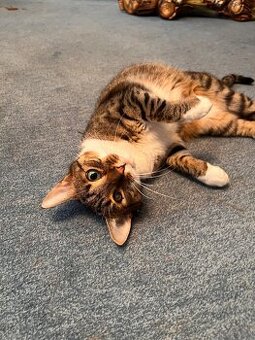 Kater sucht liebevolles neues Zuhause