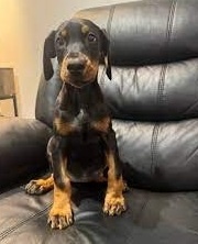 Dobermannwelpen (Männchen und Weibchen)