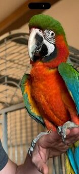 Handzahmer Harlekin ARA 3 Jahre, weiblich