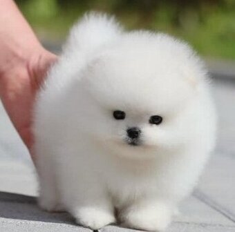 Pomeranian-Welpen (Rüde und Hündin)