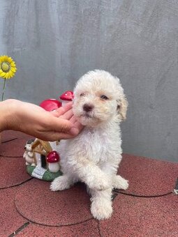 LAGOTTO ROMAGNOLO 🐶
