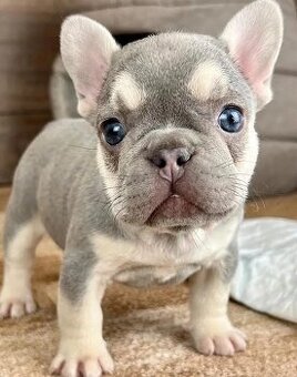Französische Bulldoggenwelpen (männlich und weiblich)