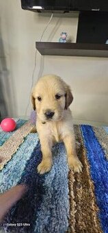 Labrador Retriever welpen
