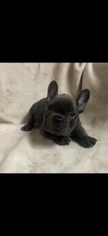 Französische Bulldoggenwelpen