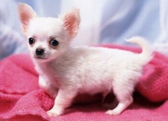 Chihuahua-Welpen (männlich und weiblich)