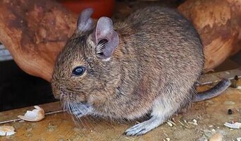Degu sucht neues Zuhause